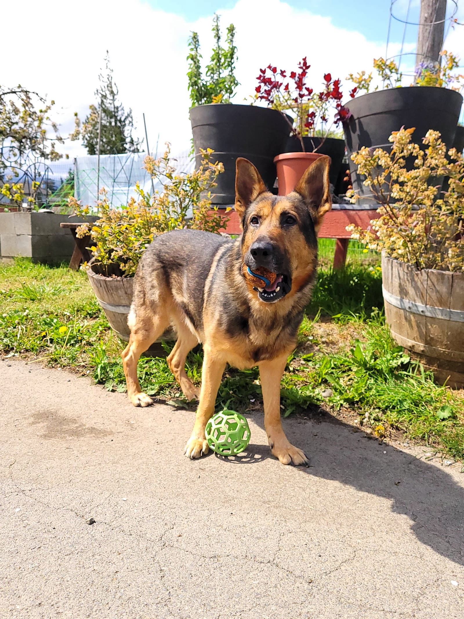 Brody - German Shepherd Dog