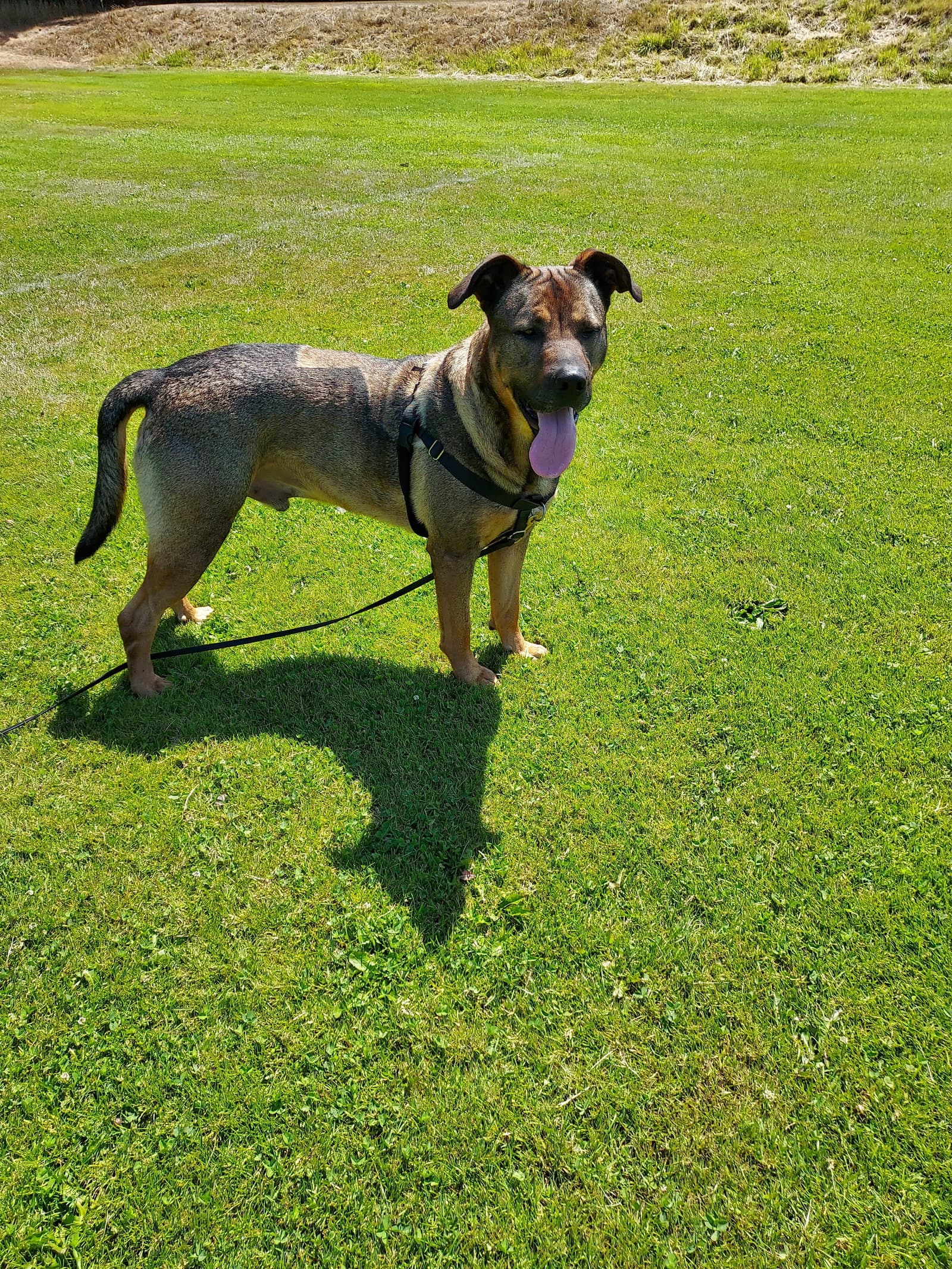 Max - German Shepherd Dog