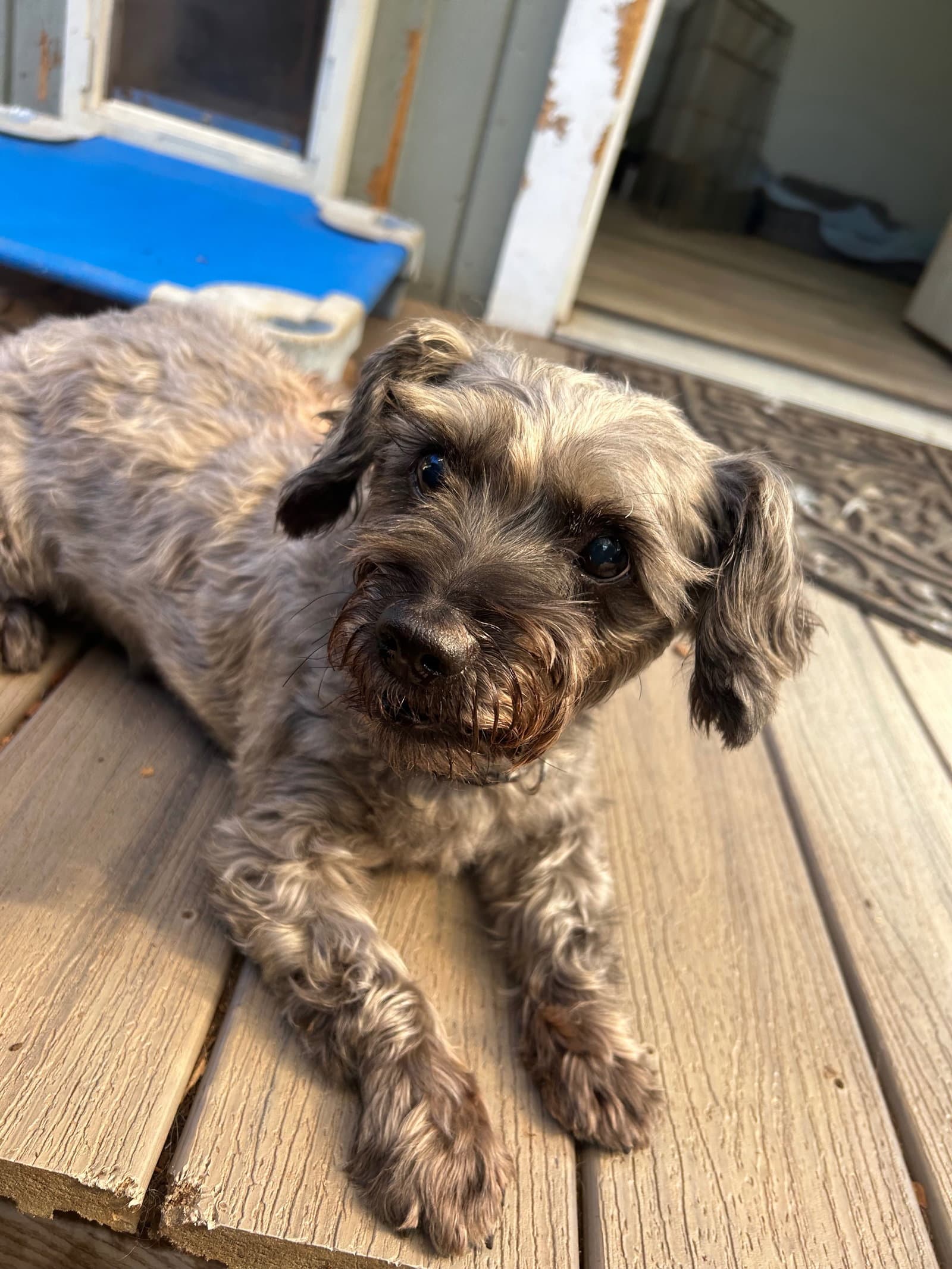 Ebby - Poodle (unknown type)