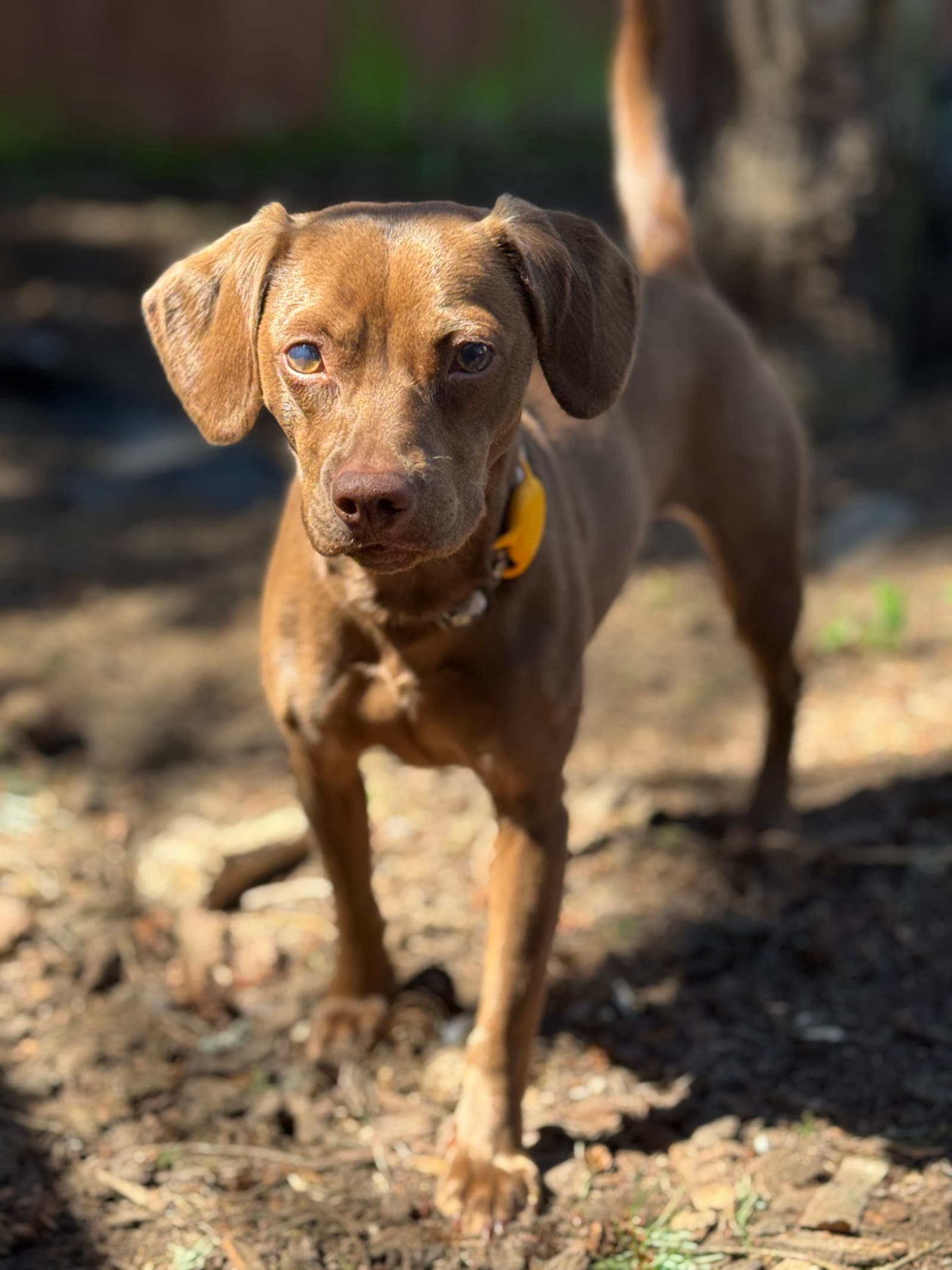 Remy - Dachshund