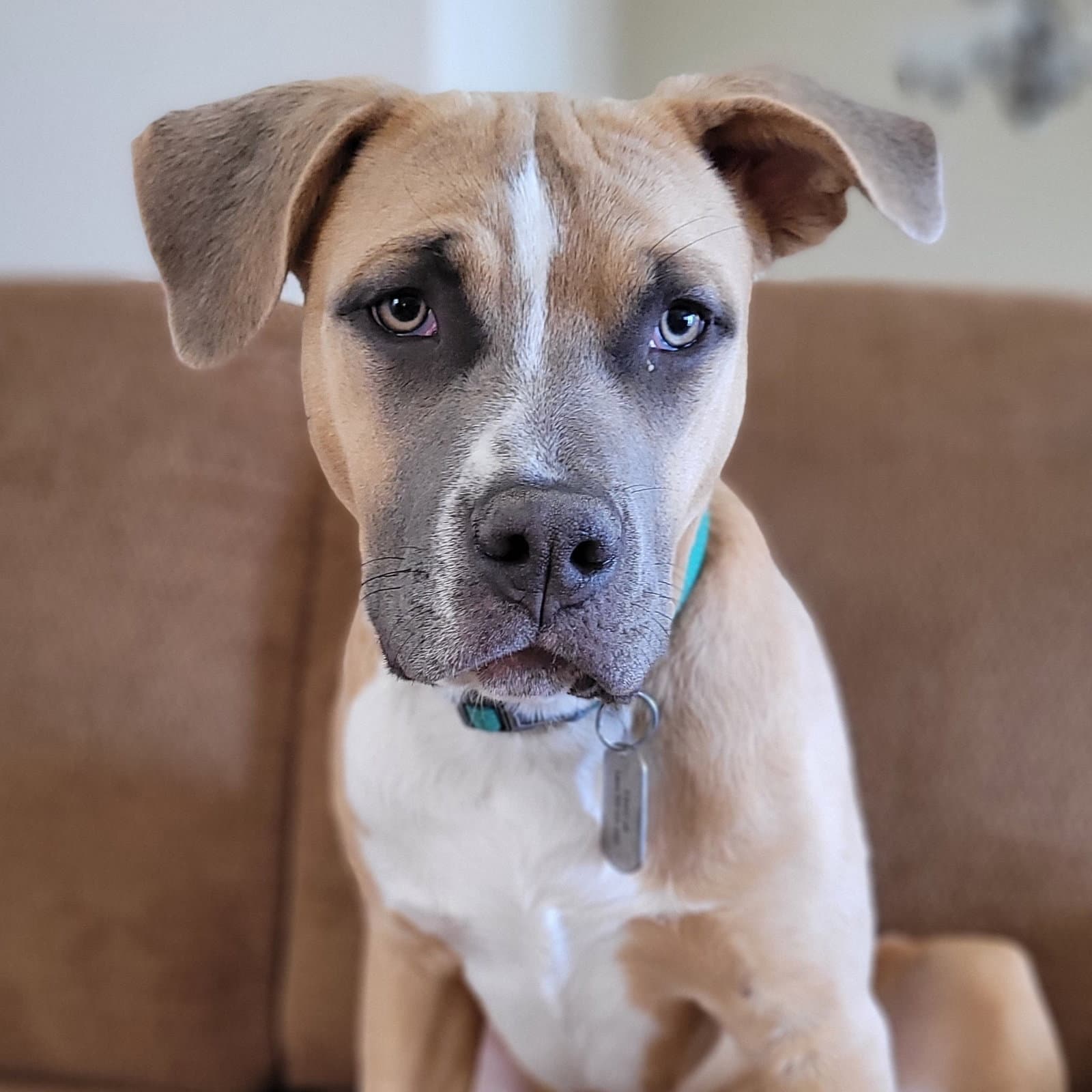 Carl - Pit Bull Terrier