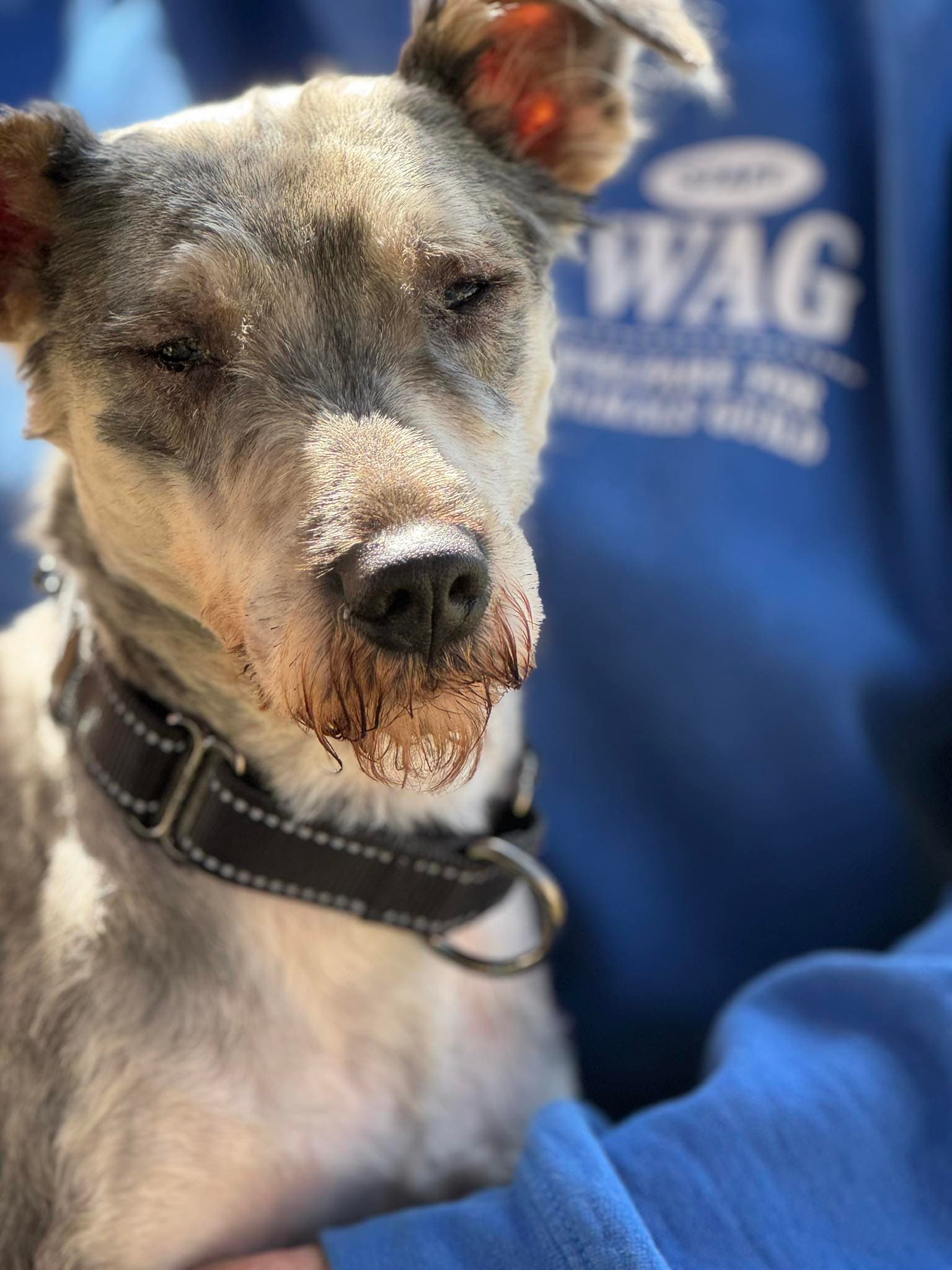 Rebel - Schnauzer
