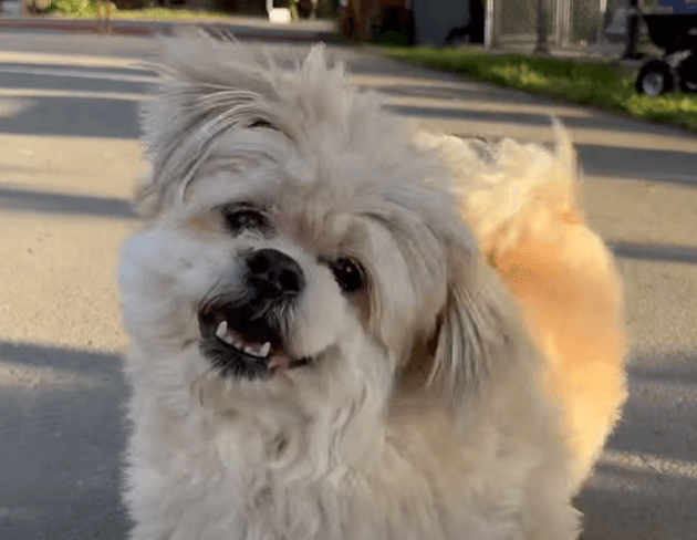 Hercules - Shih Tzu