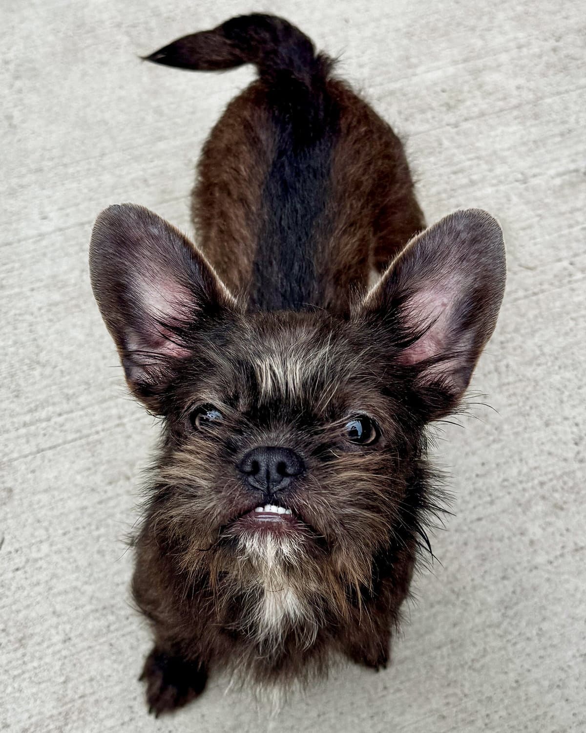 Blossom - French Bulldog