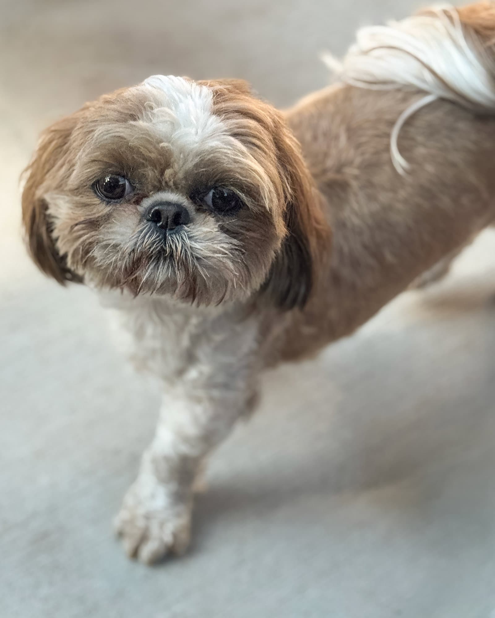 Mandy - Shih Tzu