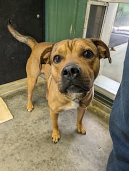 Buddy image 1