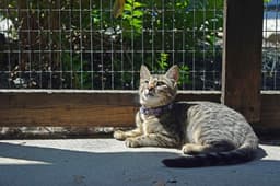 Season Kitties  Summer image 3