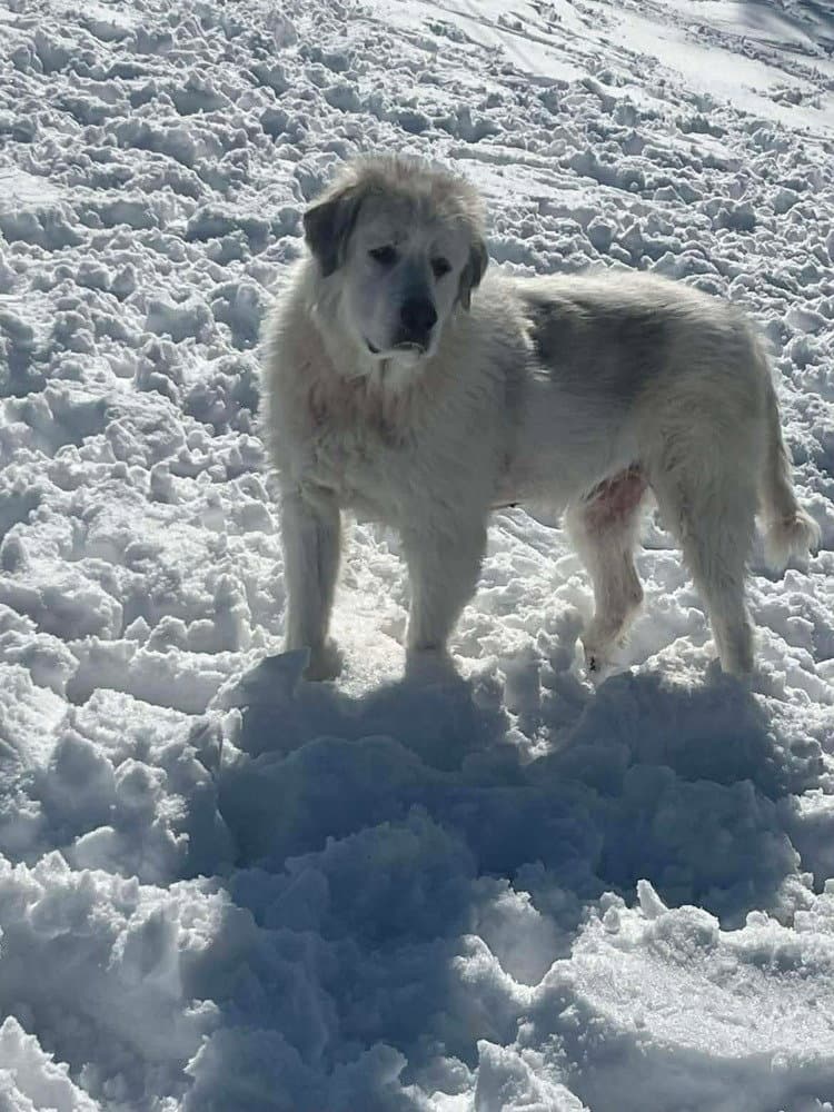 Baron Washy - Great Pyrenees