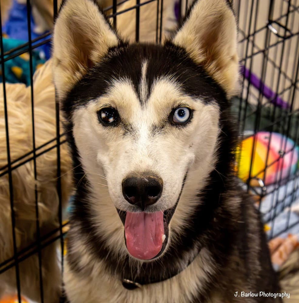 Steely - Husky