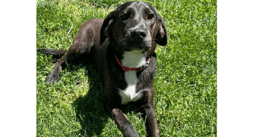 Brook - Mountain Cur
