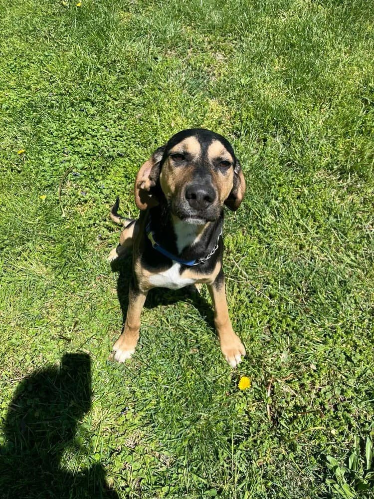 Cove - Hound