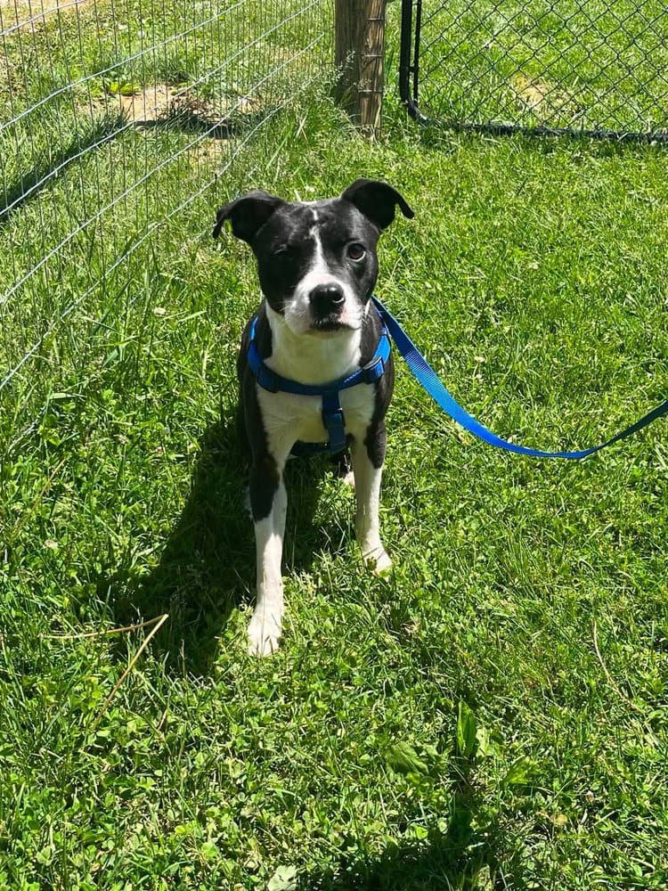 Jimmy - Boston Terrier