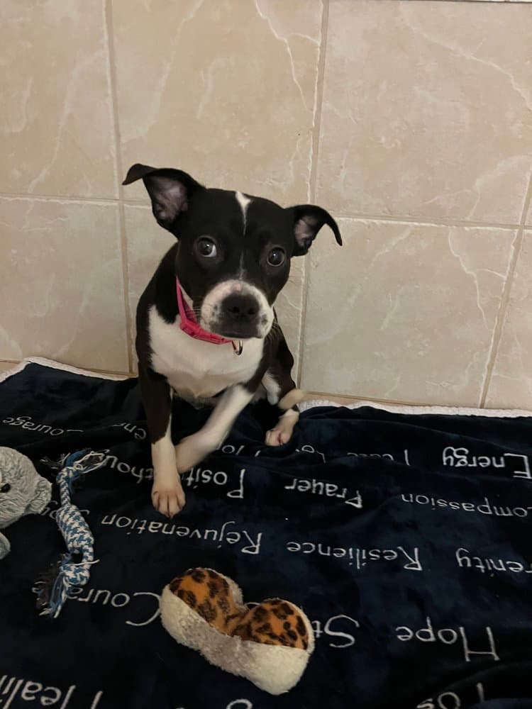 Suzie - Boston Terrier
