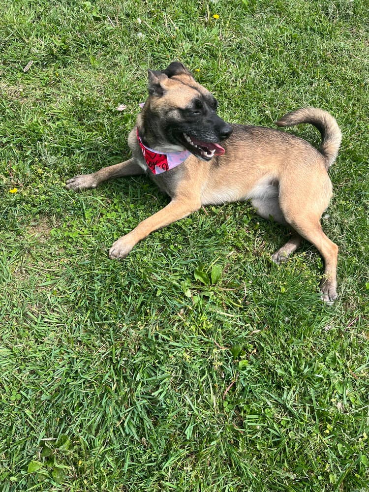 Izzy - Shepherd