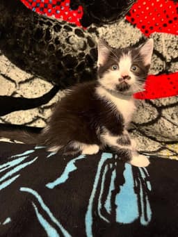 Memorial Day Kitties  Banner image 1