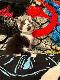 Memorial Day Kitties  Banner image 2