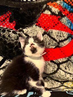 Memorial Day Kitties  Banner image 3