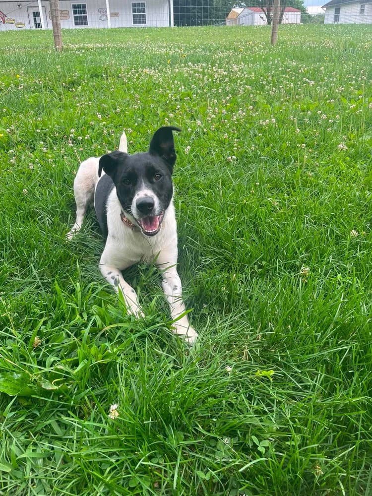 Holly Anne - Hound