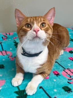 Cheeto image 1