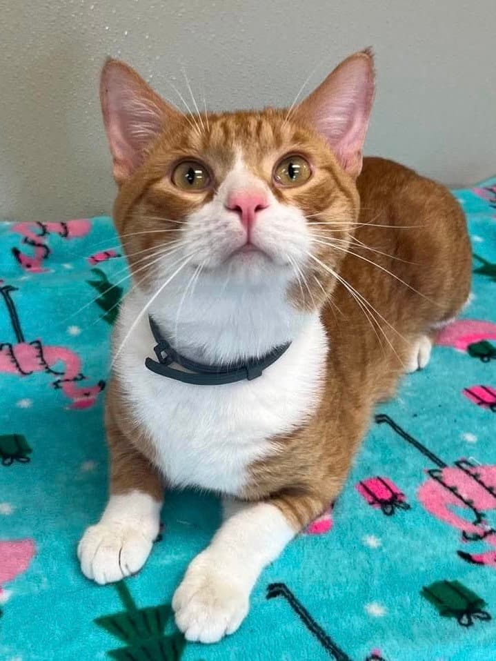 Cheeto - Domestic Short Hair