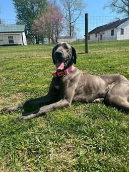Luna Grace image 1