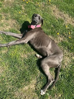 Luna Grace image 3