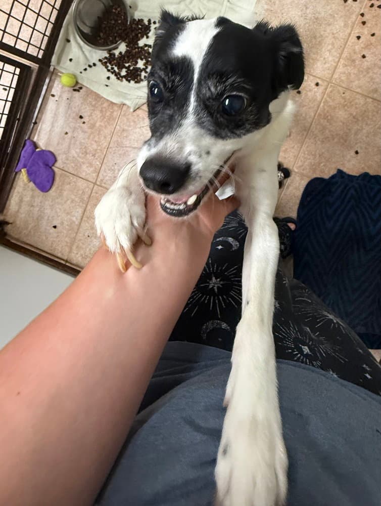 Bodhi - Jack Russell Terrier