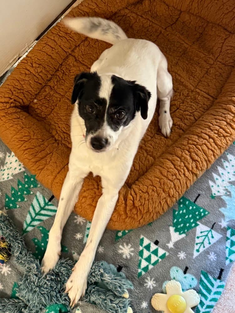Bodhi - Jack Russell Terrier