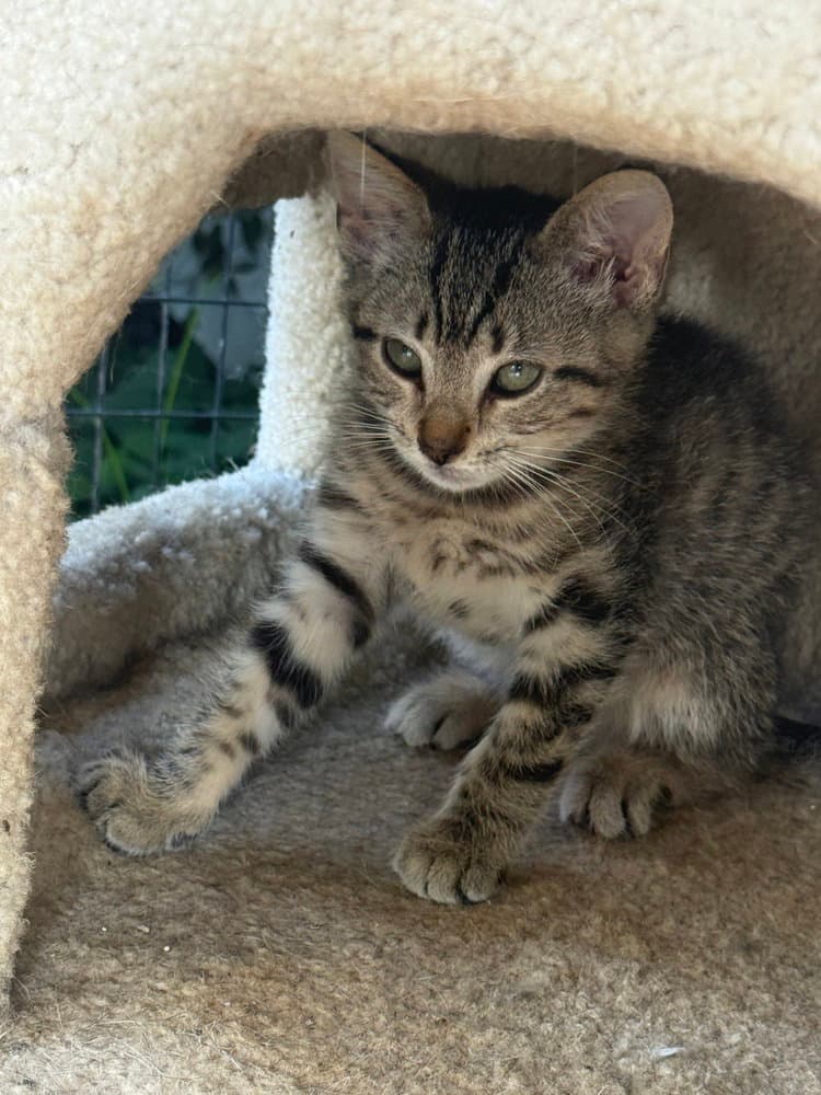 Bambi Kitties  Bambi - Domestic Short Hair