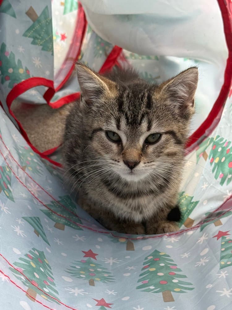Bambi Kitties  Faline - Domestic Short Hair