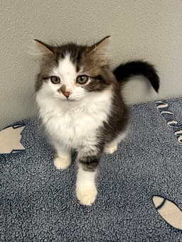 Sweet Nilla image 1