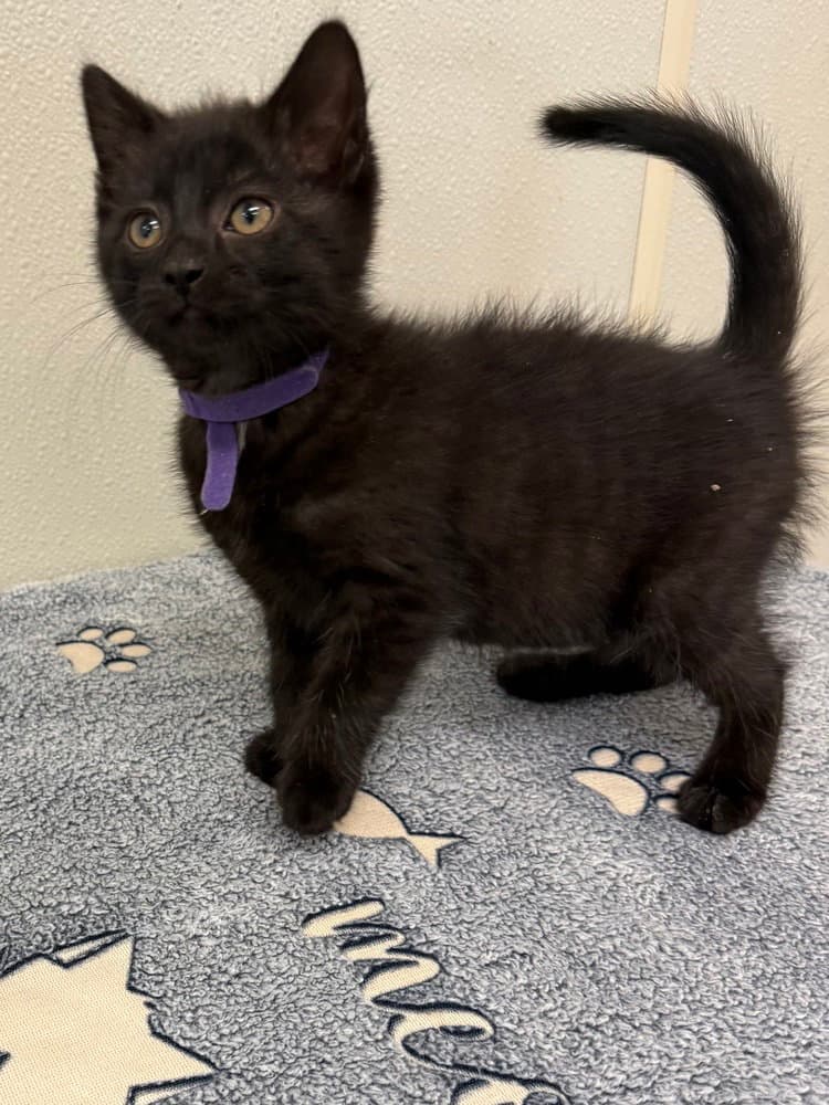 Jack - Domestic Short Hair