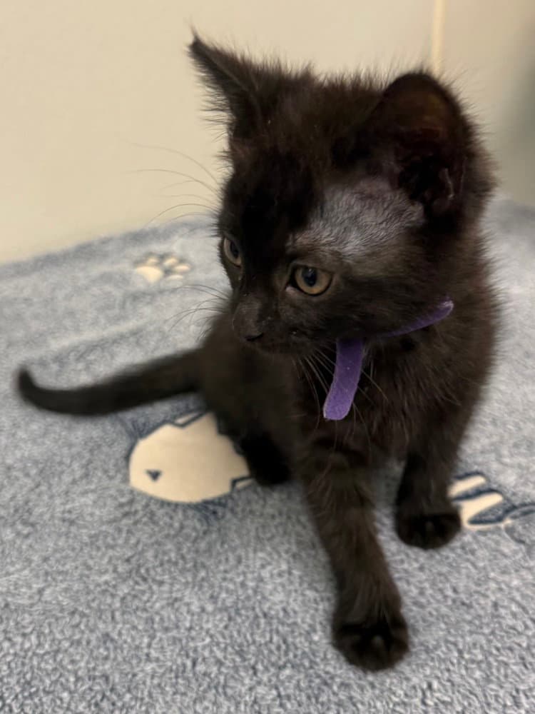 Jack - Domestic Short Hair