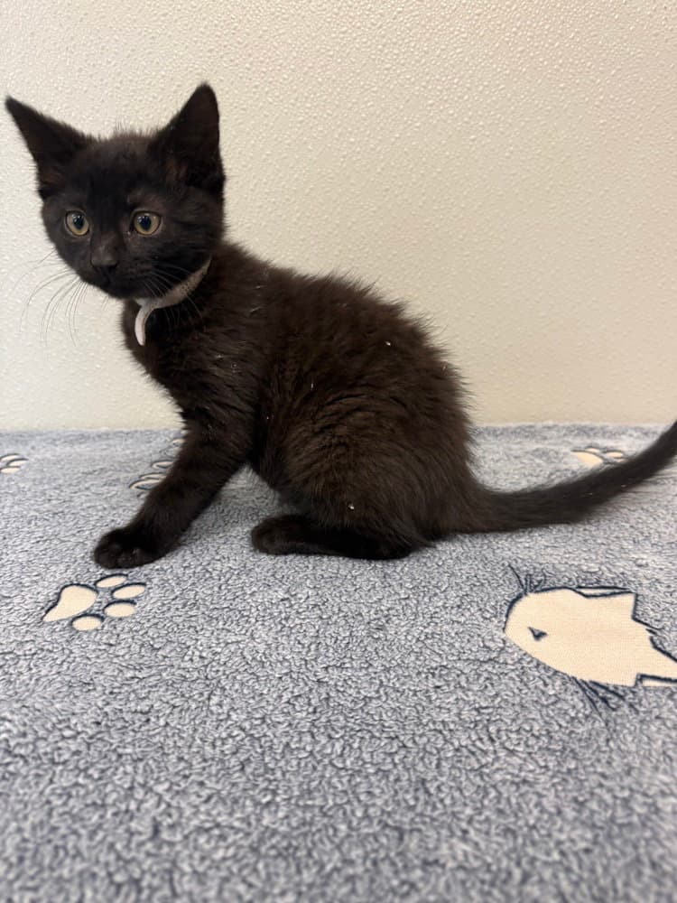 Jill - Domestic Short Hair