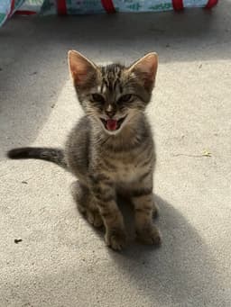 Bambi Kitties  Thumper image 1
