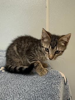 Bambi Kitties  Thumper image 2