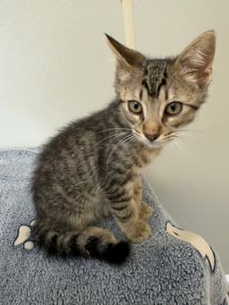 Bambi Kitties  Thumper image 3