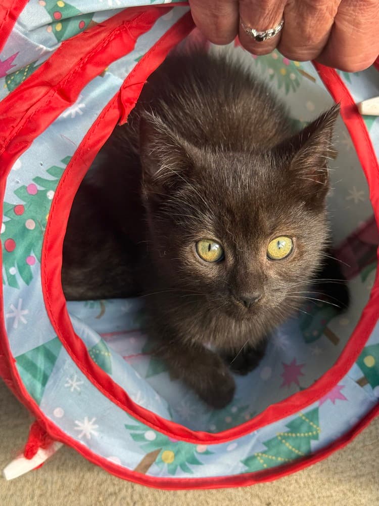 Bambi Kitties  Flower - Domestic Short Hair