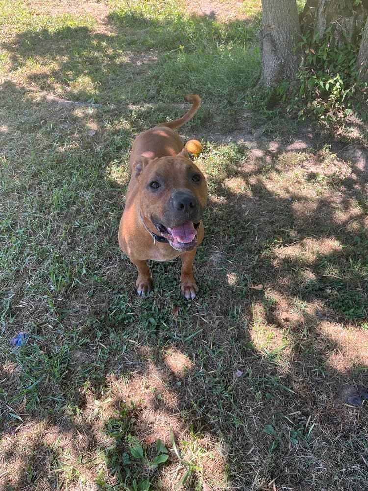 General - Pit Bull Terrier