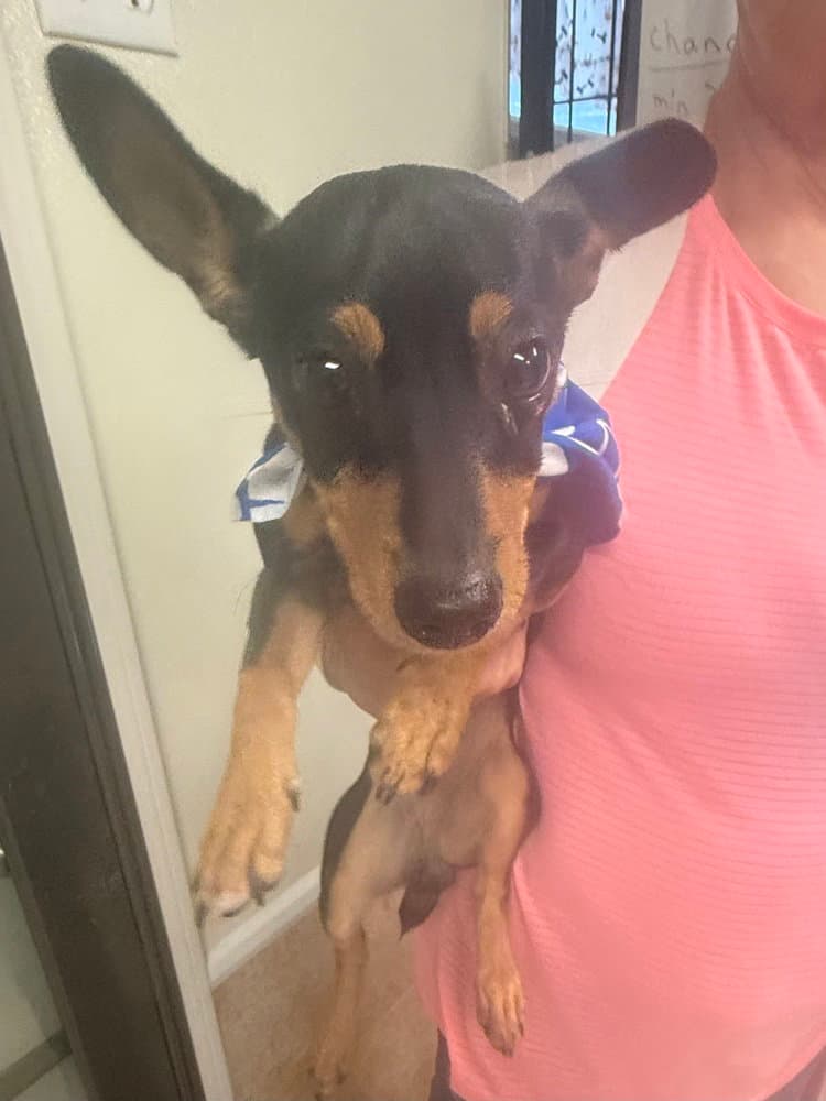 Chance - Miniature Pinscher