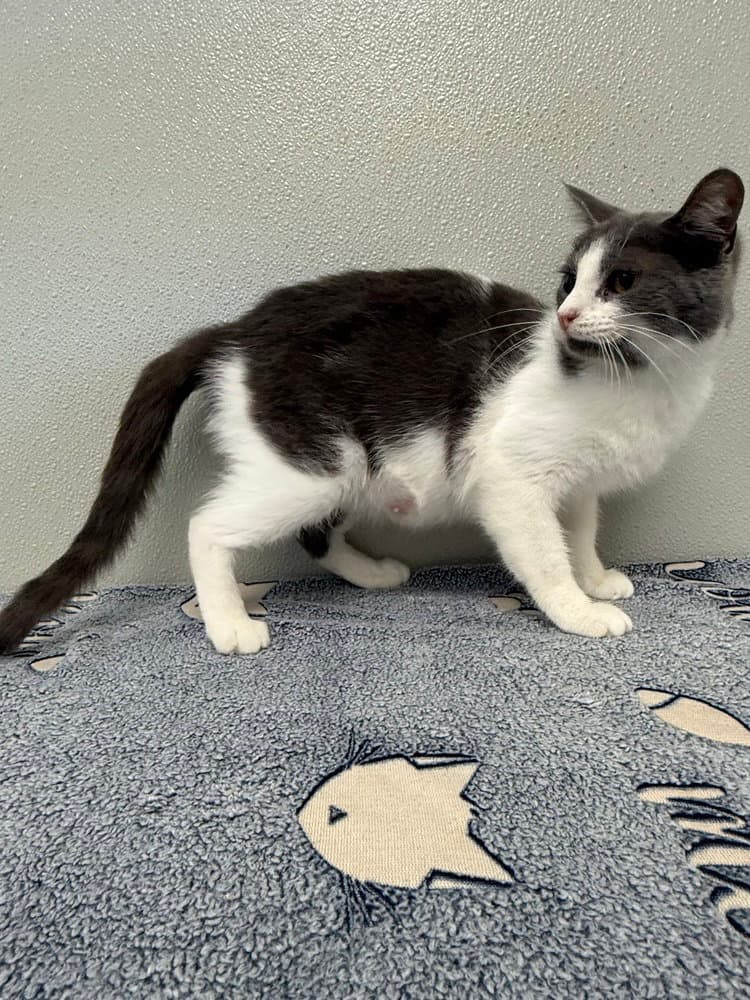 Camila - Domestic Short Hair