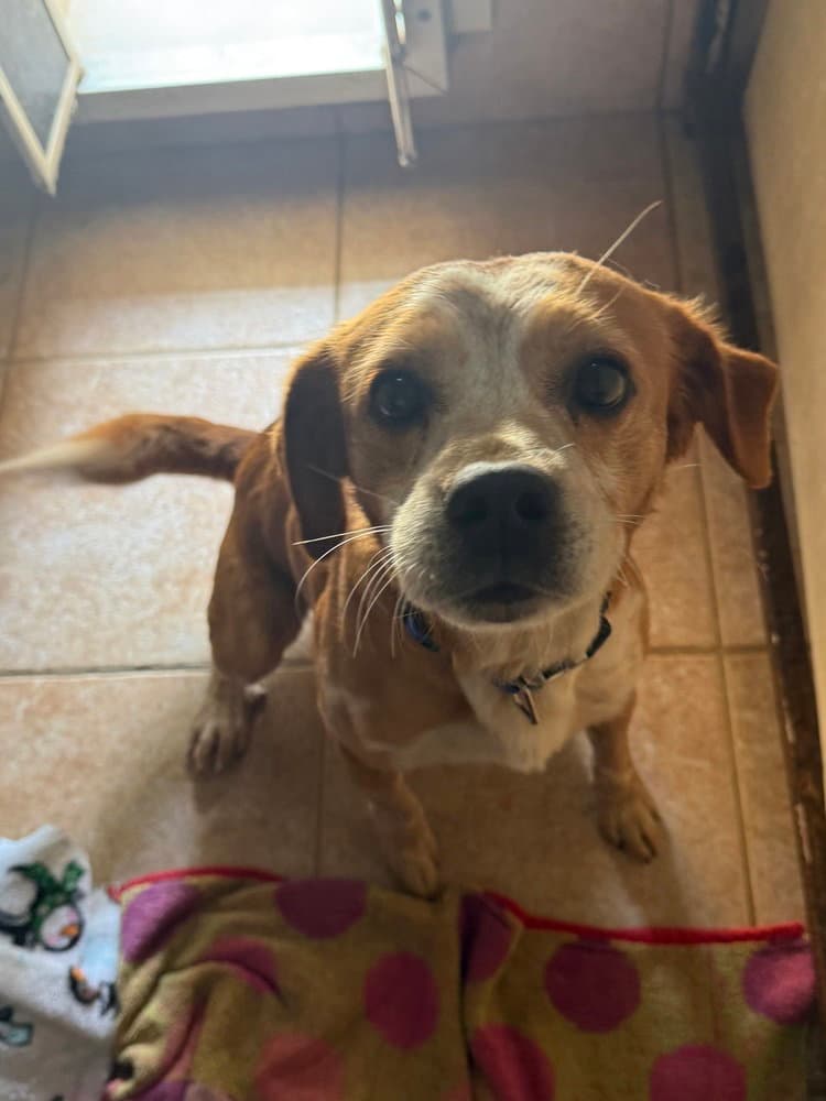 Pip - Beagle