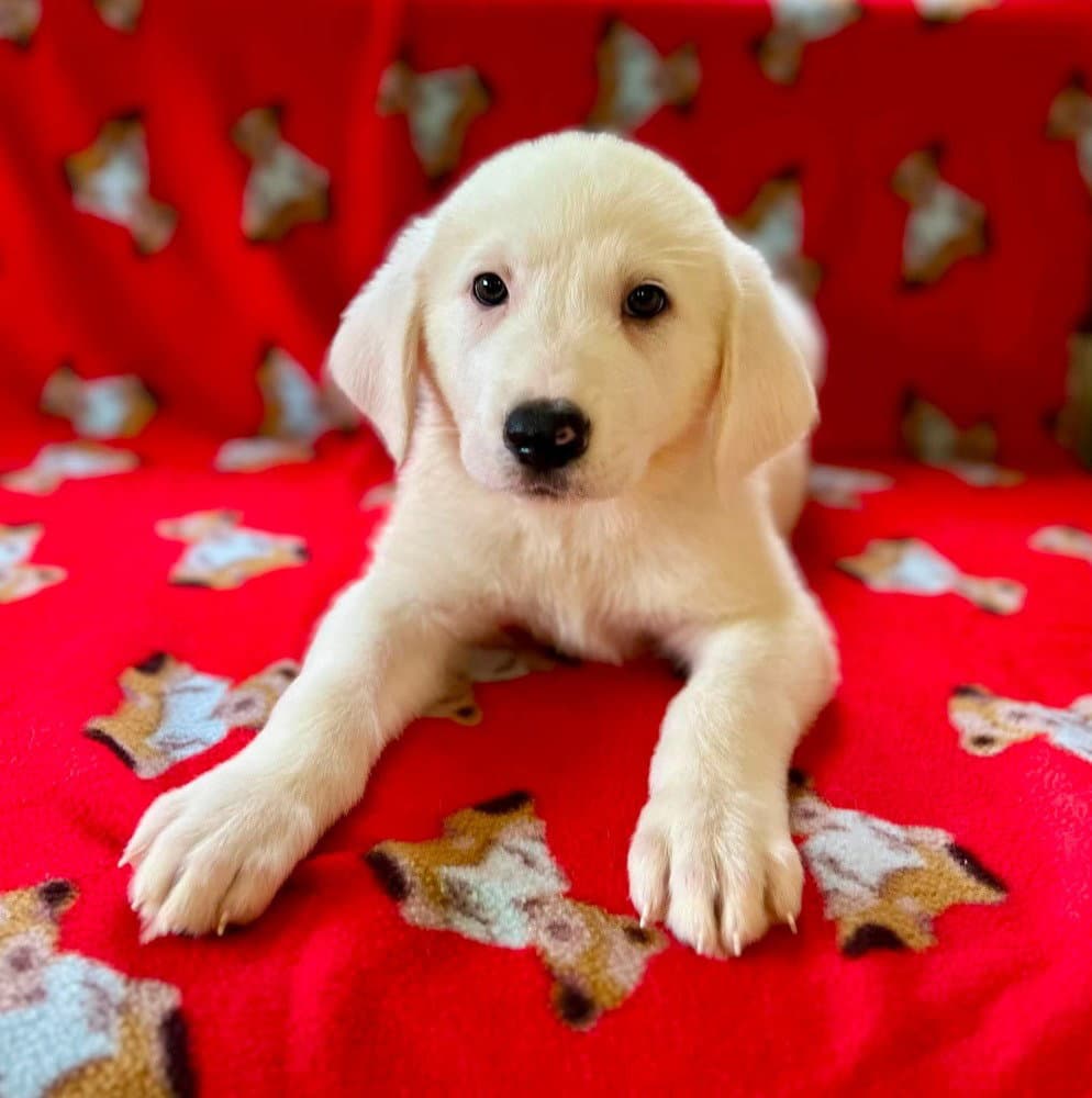 Spice Pups  Parsley - Great Pyrenees