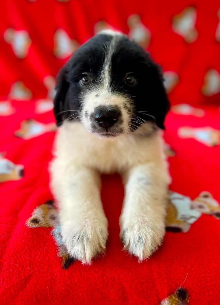 Spice Pups  Oregano - Great Pyrenees