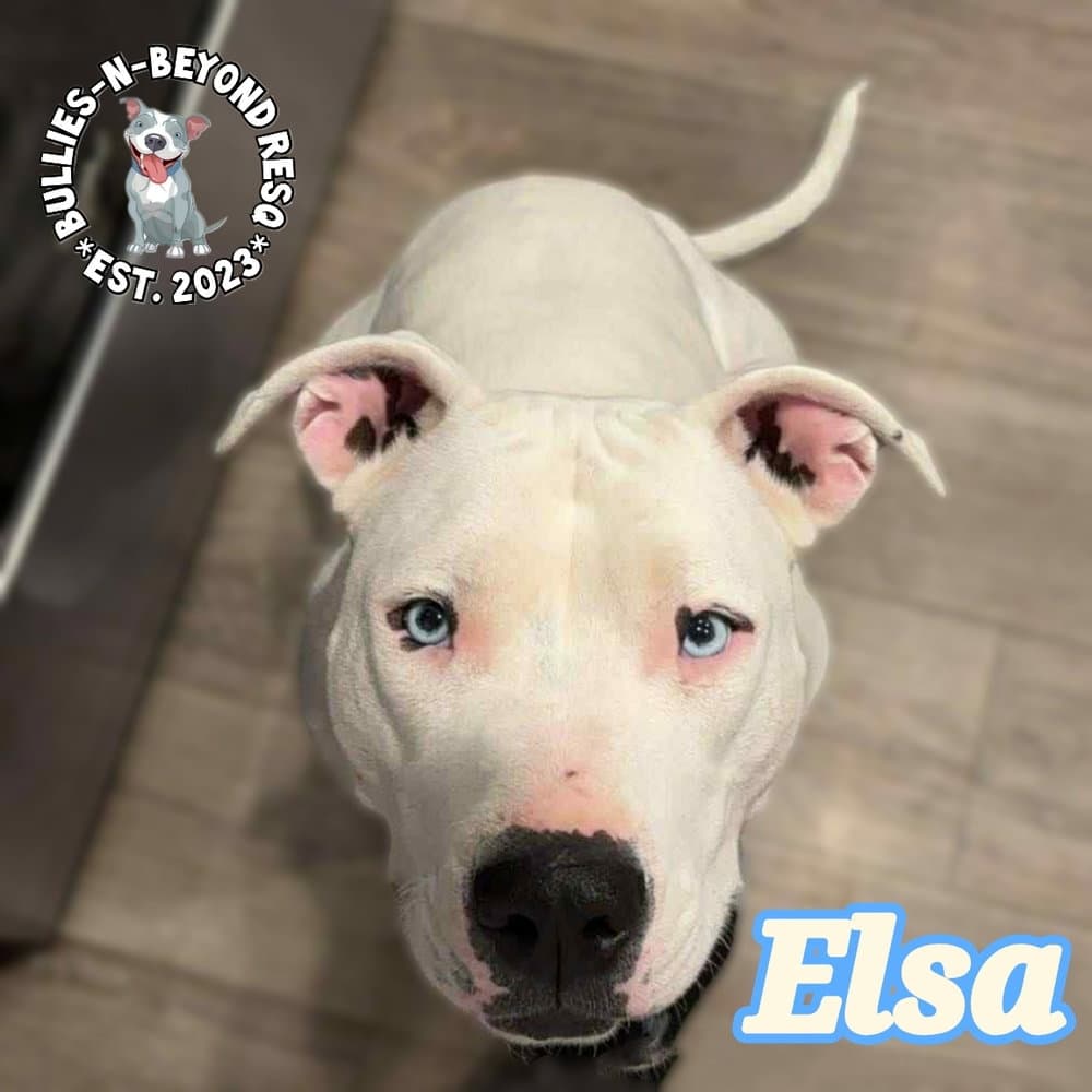 Elsa - Pit Bull Terrier