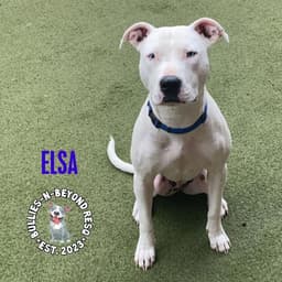 Elsa image 3