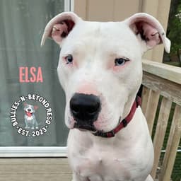 Elsa image 4