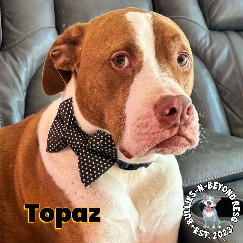 Topaz - American Bulldog