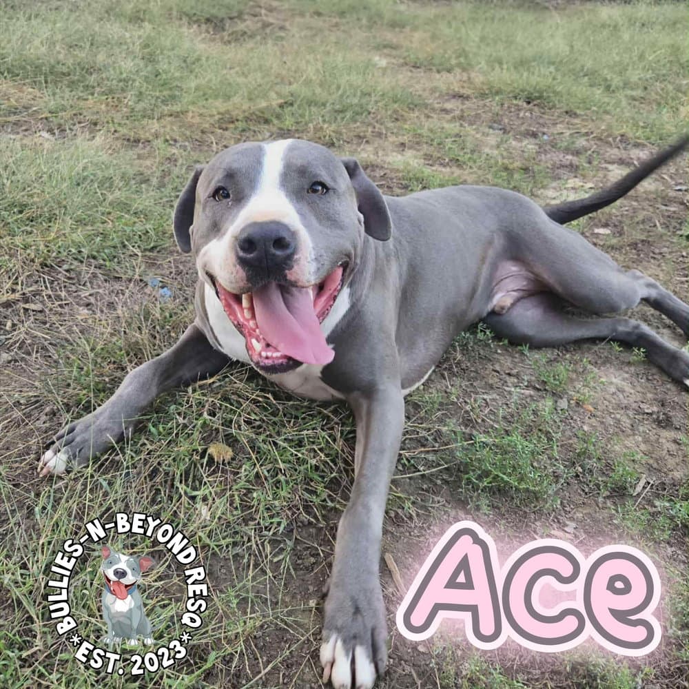 Ace - Staffordshire Bull Terrier