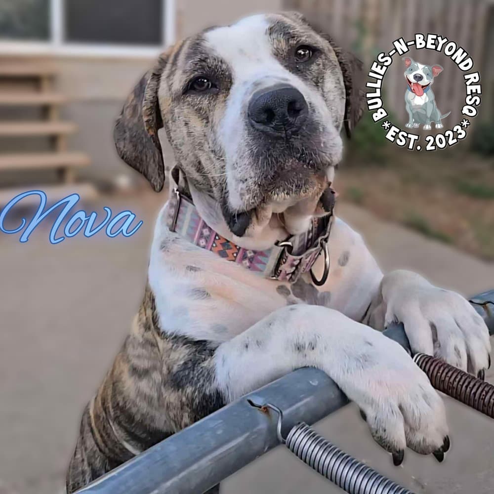 Nova - Mastiff